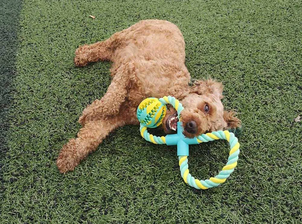 Smart IQ Chew Ball on Rope - Food Dispenser & Cleaning